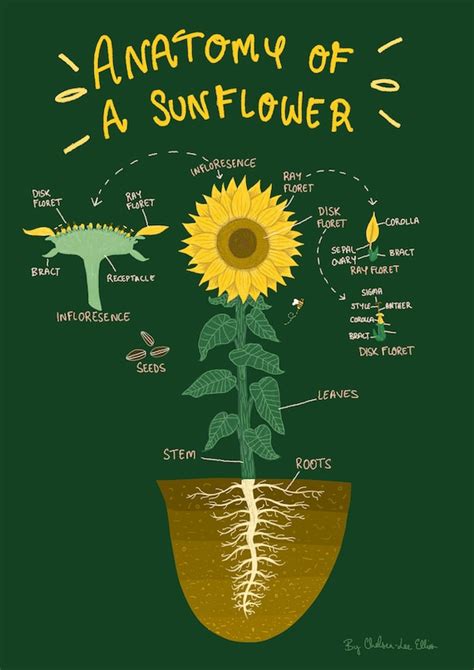 anatomy   sunflower diagram illustration illustrated  etsy