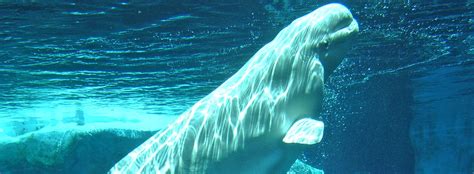 beluga whales diet eating habits seaworld parks