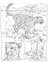 Coloring Geographic Cheetah sketch template