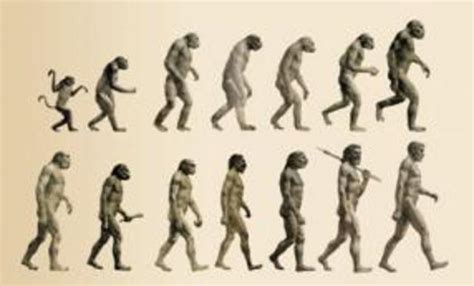 Origen Y Evolucion Del Hombre Timeline Timetoast Timelines