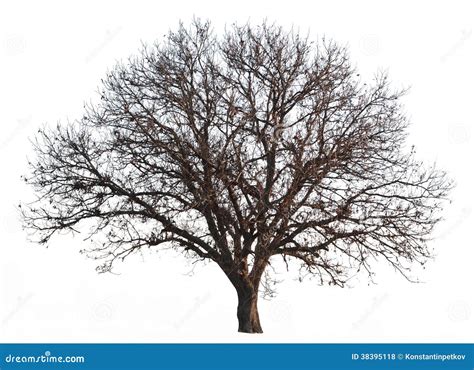 leafless tree isolated royalty  stock  image