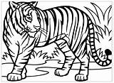 Tigre Desenhar sketch template