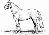 Chevaux Imprimer Cheval Horses Stallion Ligne Galop Grand Pferde Gratuitement Konie Kopf Warmblood Imprimé Trait Getcolorings Malvorlagen Frison Sauvage Coloriages sketch template