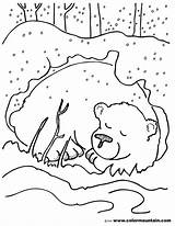 Coloring Hibernation Bear Hibernating Sheet Color sketch template