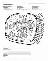 Studylib Endoplasmic Reticulum Query Biological sketch template