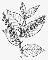 Salal Daffodil Fireweed Clipartkey sketch template
