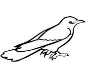 common cuckoo bird coloring page   bird coloring pages