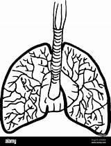 Lungs Drawing Outline Human Template Alamy Vector Stock Organ Contour Medical sketch template
