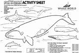 Whale Coloring Activity Humpback Whales Pages Sheets Ocean Activities Sheet Killer Life Snail Preschool Print Unit Jonah Crossword Lunches Schools sketch template