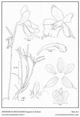 Dodson Hágsater Epidendrum Subgroup 2001 Drawing Type Website Group sketch template