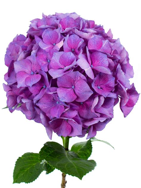 hortensie magical esmee paars lila blumigo