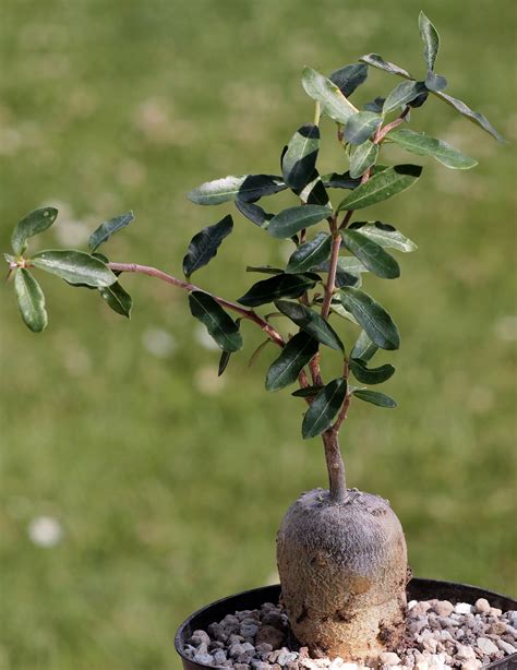 fockea edulis planter  cultiver ooreka