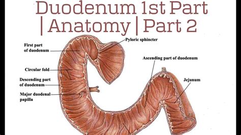 duodenum anatomy