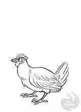 Chicken Wing Drawing Getdrawings Gif Animation sketch template