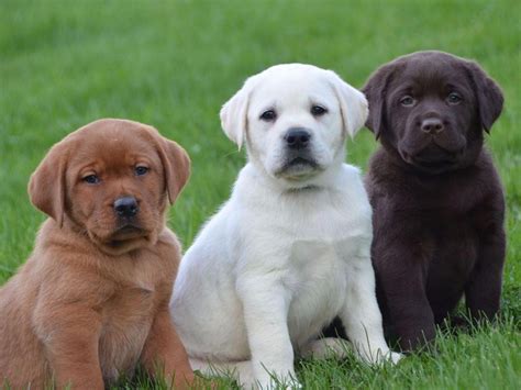 Labrador Retriever Puppies For Sale Santa Rosa Ca 146632