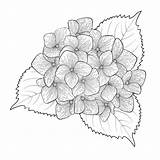 Hortensia Hydrangea Blanc Isolement Fleur Colorir sketch template