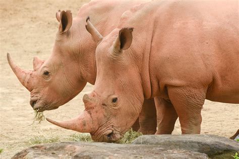 southern white rhinoceros  maryland zoo