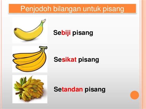 sebatang pisang ewenda