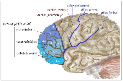 bipolar disorder  brain chemistry siowfa science   world certainty  controversy