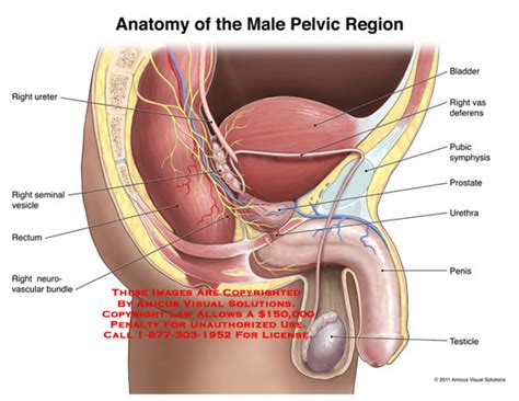 Amicus Illustration Of Amicus Anatomy Male Pelvic Region