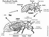 Cicada Insects Animal Anatomy Insect Life Printout Printouts Coloring Diagram Cicadas Enchantedlearning Pages Cycles Cycle Label Animals Choose Board Small sketch template