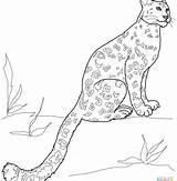 Leopard Pages Amur Coloring Getcolorings Excellent Baby sketch template