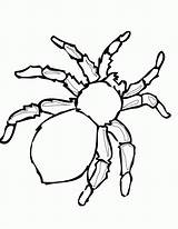 Spinne Malvorlagen sketch template