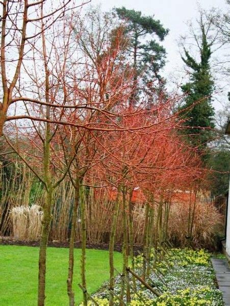 tilia cordata winter orange wintertuin boom tuin