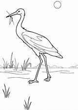 Coloring Pages Heron Stork Birds Coloringtop sketch template