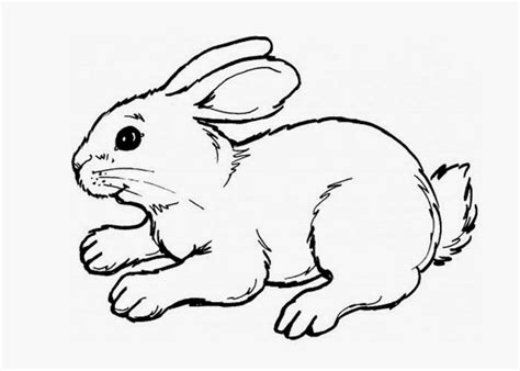 cute bunny coloring page  coloring pages  coloring books  kids