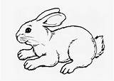 Coloring Pages Bunny Cute Baby Rabbit Bunnies Animal Cartoon Kids Easter Drawing Books Printable Color Print Winter Getcolorings Sheets sketch template