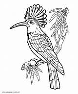 Coloring Pages Adults Bird Hoopoe Adult Print Printable Look Other sketch template