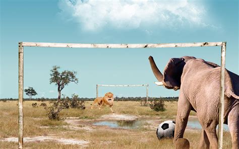 elephant  lion hd desktop wallpaper widescreen high definition