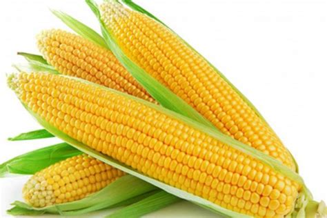 yellow corn  renuka enterprises yellow corn  nashik maharashtra id