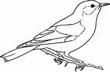 Bluebird Pitigoi Pajaros Pajaro Colorat Burung Mewarnai Planse Desene Lucu Belajar Pasare Silueta Pájaro Salbatice Pasari Siluetas Petirrojo Pintarcolorear Trafic sketch template