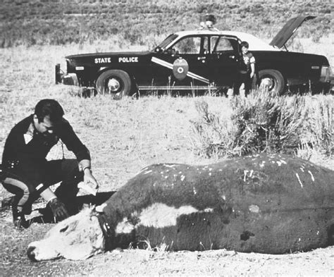 mysterious cattle mutilations unsolved mysteries in the world