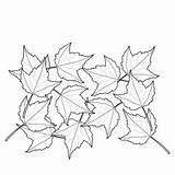 Maple Leaf Coloring Collecting Sugar sketch template