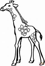 Coloring Giraffe Baby Pages Drawing Printable sketch template