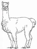 Alpaca Coloring Pages Kids Mammals Animals Printable sketch template