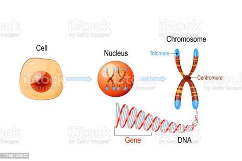 Ilustración De Estructura Celular Núcleo Con Cromosomas Molécula De Adn