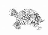 Coloring Turtle Pages Adult Tortoise Box Printable Galapagos Adults Masonry Drawing Getcolorings Getdrawings Fresh Color Sheet Colorings Cool sketch template