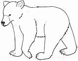 Bear Outline Grizzly Clipart Clip Designs sketch template