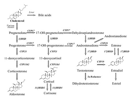 biosynthesis of steroid hormones in the cholesterol pathway download