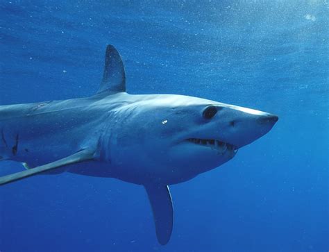tagged mako shark takes amazing  mile journey nsu newsroom