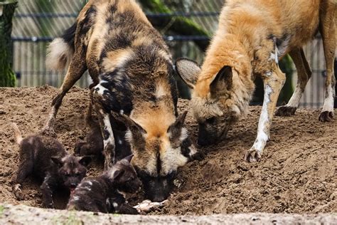 beschuit met muisjes  beekse bergen drie afrikaanse wilde honden geboren foto bdnl