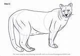 Cougar Draw Step Drawing Tutorials Animals Drawingtutorials101 sketch template