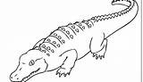 Alligator Coloring Pages Getdrawings Cartoon sketch template