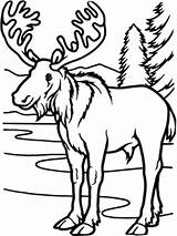Moose Coloring Pages Forest Christmas Lake Drawing Color Cottage Animal Deciduous Temperate Animals Printable Cute Decor Amy Kids Superior Line sketch template