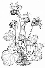 Cyclamen Plants Poison Coloring Persicum 塗り絵 Pages Drawing Anbg Gov Au イラスト Template Wide Poisonous Plant りえ Australian sketch template
