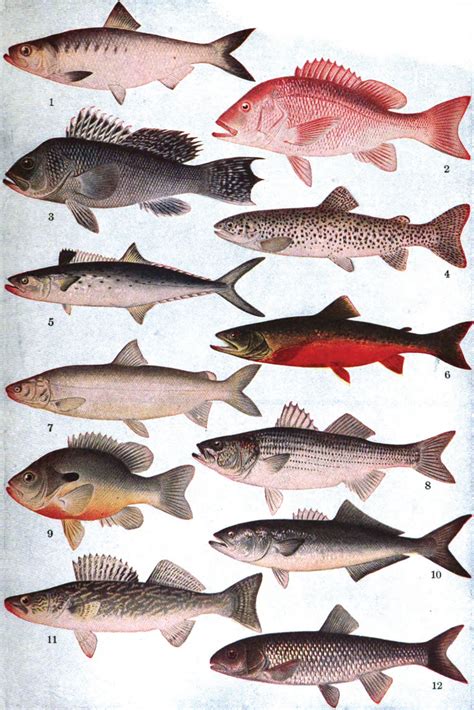peixe wikipedia  enciclopedia livre